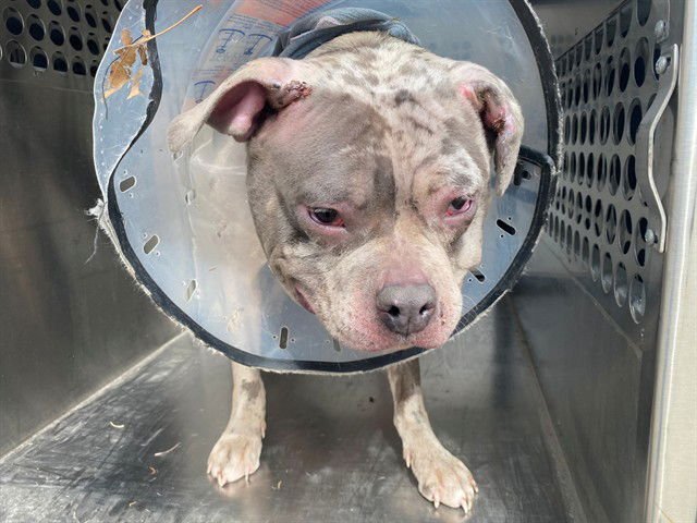 GORDA - Pit Bull Terrier available for adoption