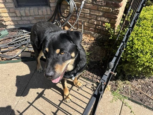 MAX - Rottweiler available for adoption