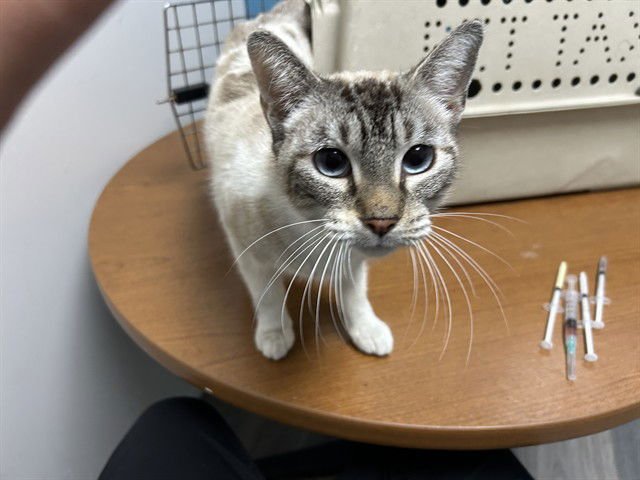 LITZY - Domestic Short Hair available for adoption