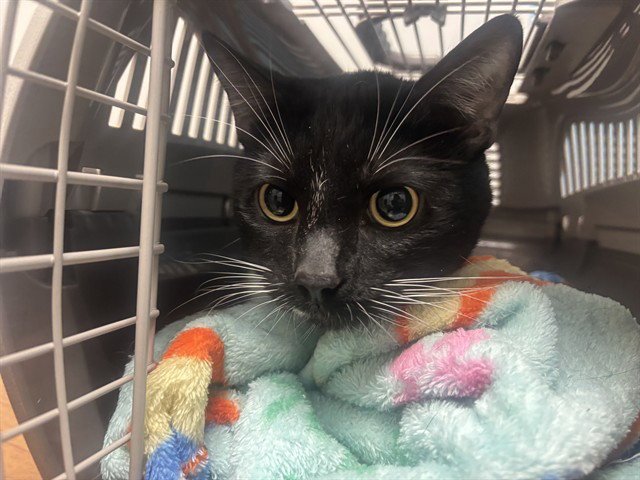 DICE - Domestic Short Hair available for adoption