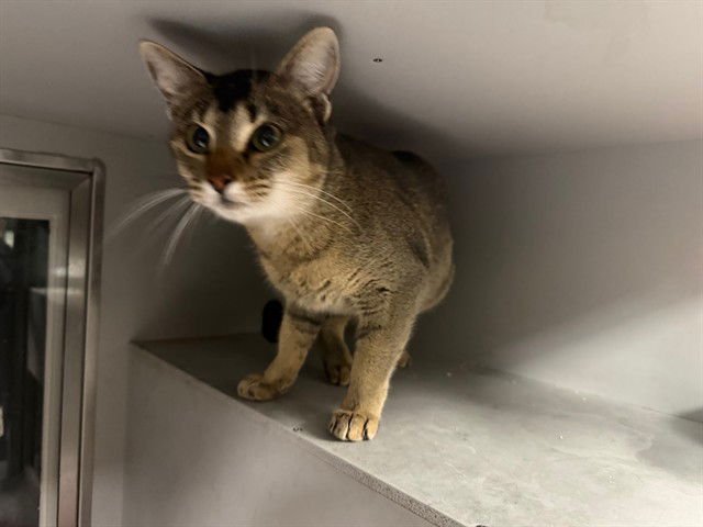 LIBBY - Domestic Short Hair available for adoption