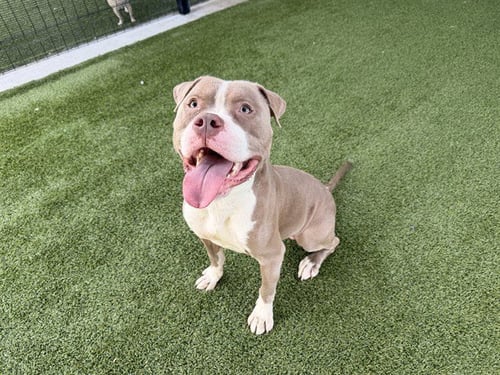 GOOFY - Pit Bull Terrier available for adoption