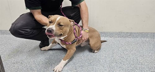 PANZER - Pit Bull Terrier available for adoption