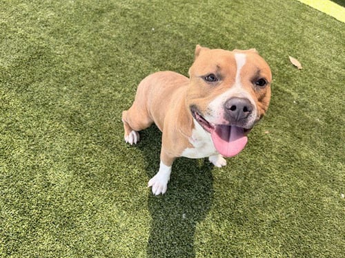 PANZER - Pit Bull Terrier available for adoption