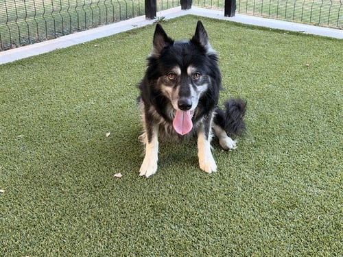 LOGAN - Siberian Husky available for adoption
