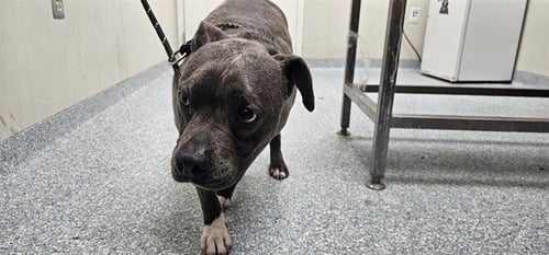 SOX - Pit Bull Terrier available for adoption