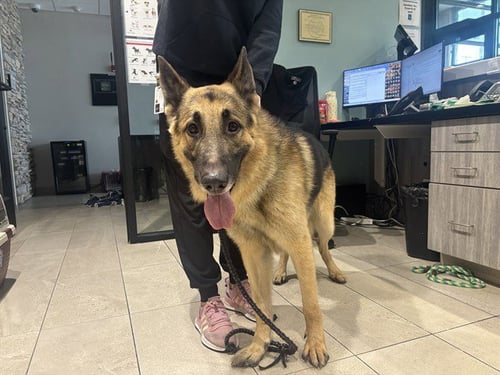 ROCKET - German Shepherd Dog available for adoption