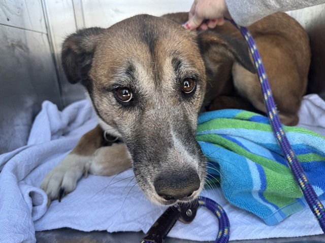 EDITH - German Shepherd Dog available for adoption