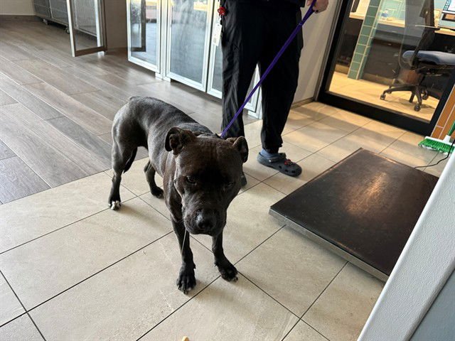 CRASH - American Pit Bull Terrier available for adoption