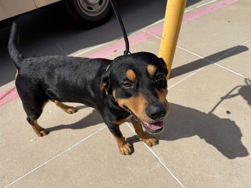RANDY - Rottweiler available for adoption