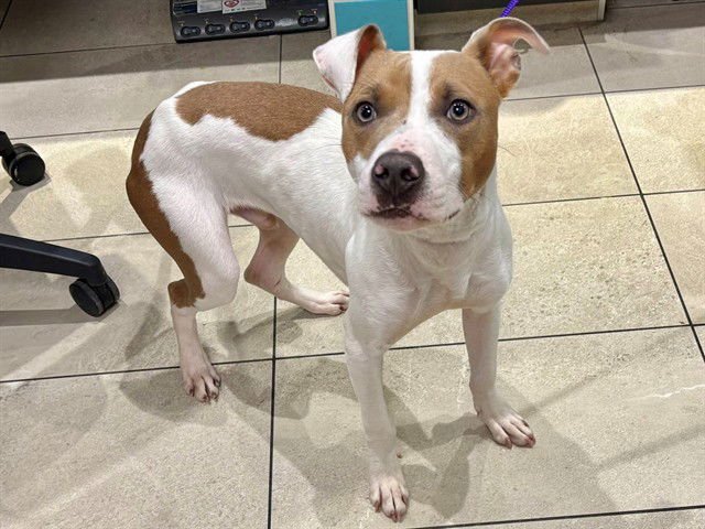 DUKE - Pit Bull Terrier available for adoption