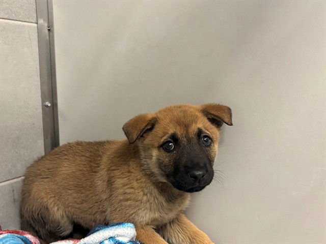 MARGARET - Belgian Shepherd Malinois / German Shepherd Dog available for adoption