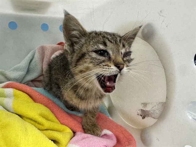 WYNTER - Domestic Short Hair available for adoption