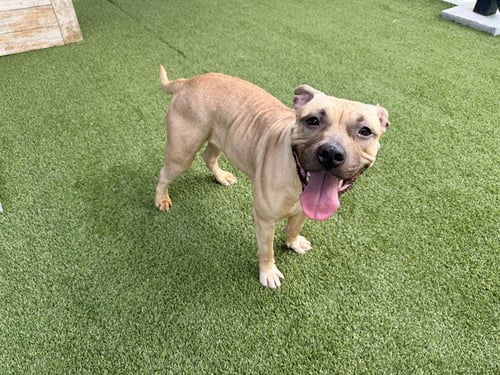 MAZAPAN - Pit Bull Terrier available for adoption