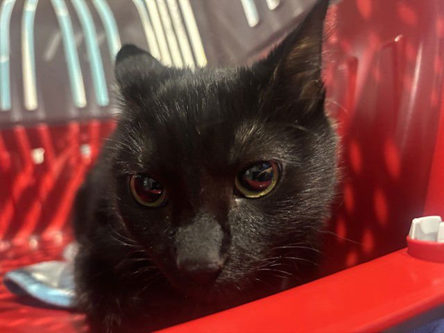 COSMO - Domestic Short Hair available for adoption