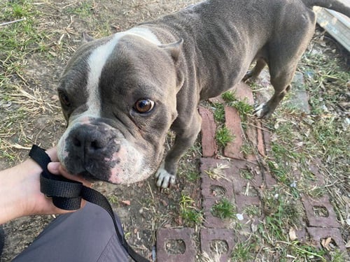 QUEEN - Pit Bull Terrier available for adoption