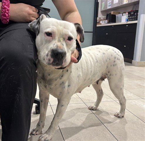 MAXEL - Pit Bull Terrier available for adoption