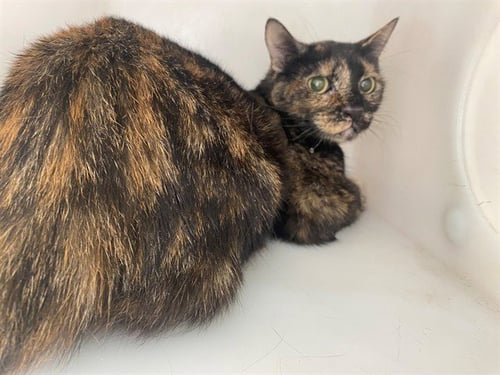 PEANUT - Domestic Short Hair for adoption in Garland