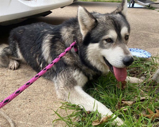 DEXTER - Alaskan Klee Kai available for adoption