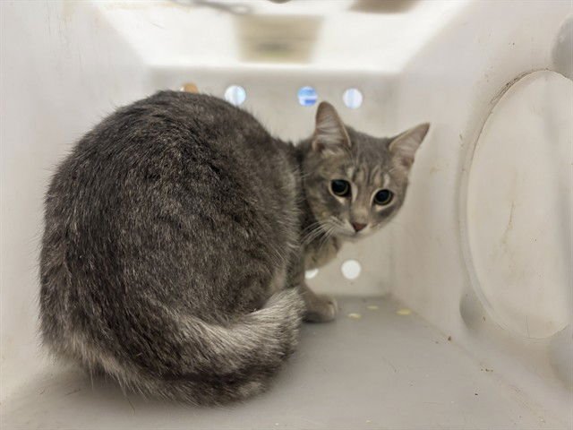 CHAPPY - Domestic Short Hair available for adoption