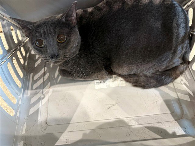 GREY Image