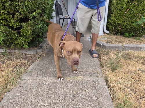 BILBO - American Staffordshire Terrier available for adoption