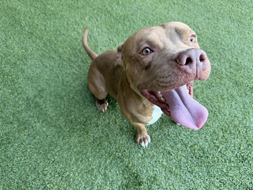 BILBO - American Staffordshire Terrier available for adoption