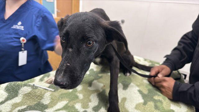 DRAGONFRUIT - Belgian Shepherd Malinois available for adoption