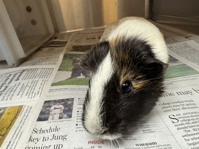 MO - Guinea Pig available for adoption