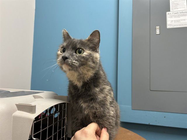 CRUMBS - Domestic Medium Hair available for adoption