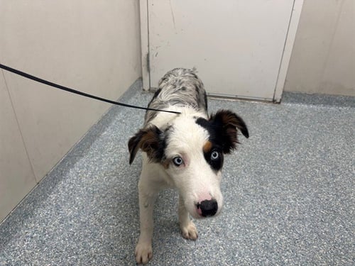 BRUCE - Australian Shepherd available for adoption