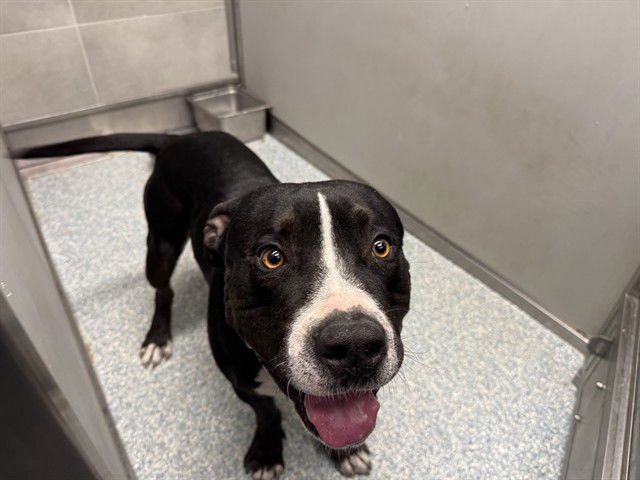 MICKEY - Pit Bull Terrier available for adoption