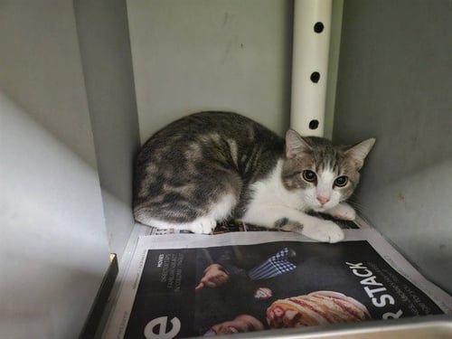 LEONIDAS - Domestic Short Hair available for adoption