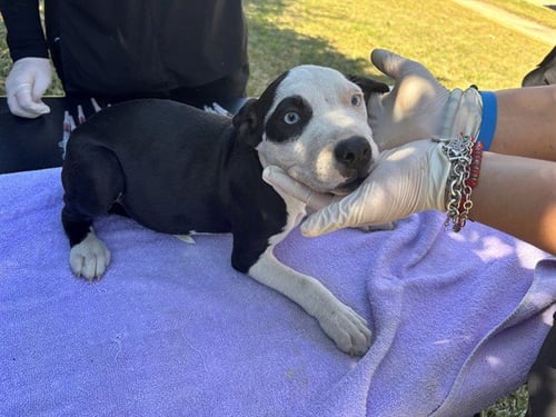 SNOOPY - Boxer / Pit Bull Terrier available for adoption