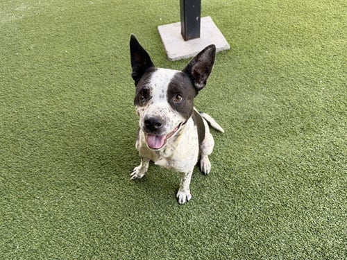 GORLOG - Australian Cattle Dog/Blue Heeler available for adoption