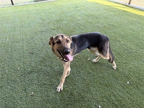 TUCKER - German Shepherd Dog / Great Pyrenees available for adoption