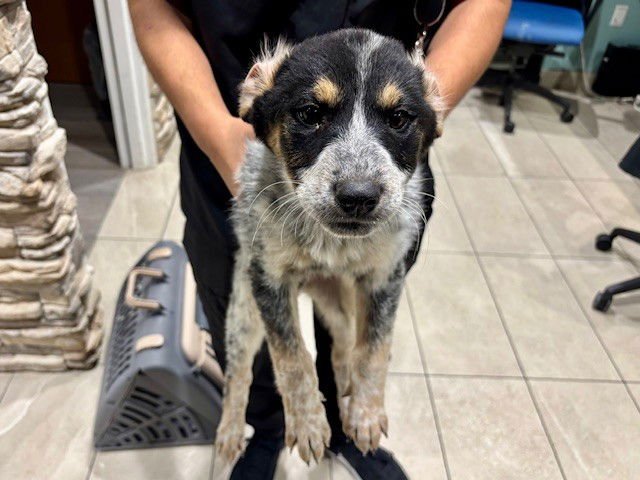 SUPER - Australian Cattle Dog/Blue Heeler available for adoption