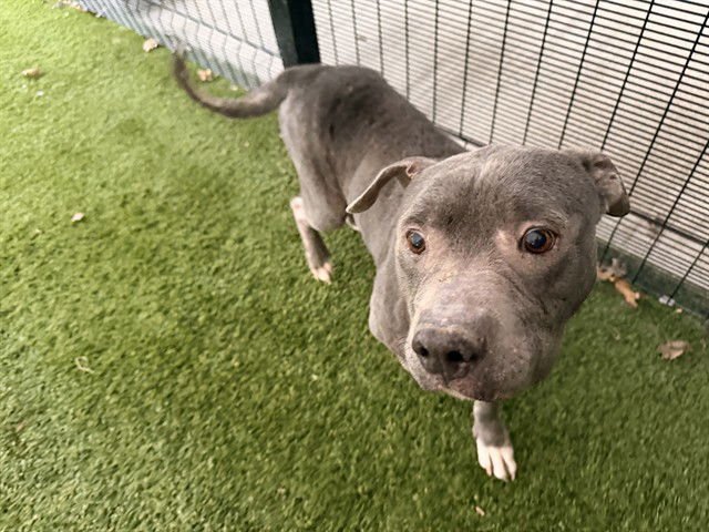 BROCK - Pit Bull Terrier available for adoption