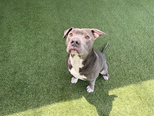 BROCK - Pit Bull Terrier available for adoption
