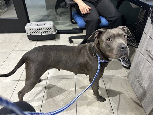 SAGE - Pit Bull Terrier available for adoption