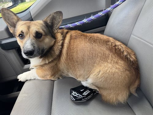 COUNT BARKULA - Pembroke Welsh Corgi available for adoption