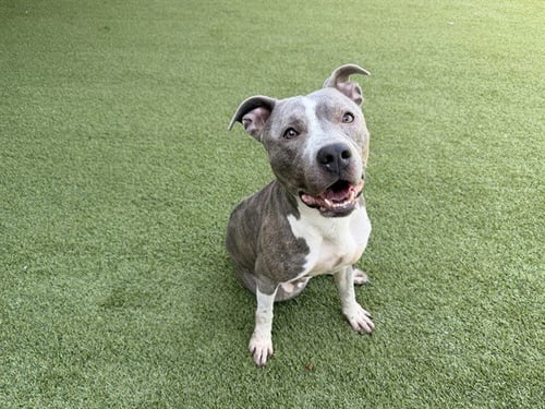 TOBIE - Pit Bull Terrier available for adoption
