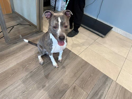 TOBIE - Pit Bull Terrier available for adoption