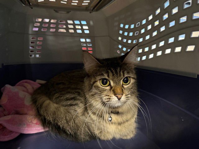 LARK - Domestic Medium Hair available for adoption