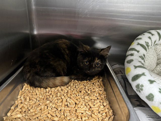 SUN - Domestic Short Hair available for adoption