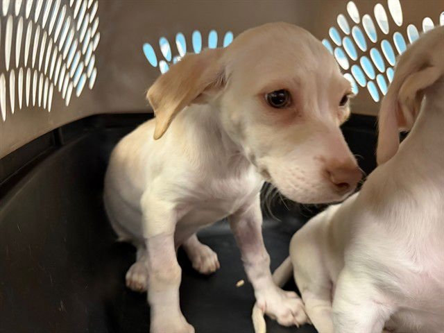 RILEY - Labrador Retriever available for adoption