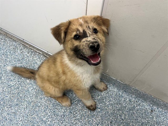 PAL - Australian Shepherd available for adoption