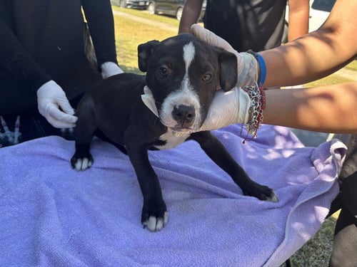 KODAK - Boxer / Pit Bull Terrier available for adoption