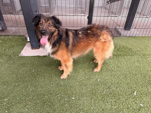 KING - German Shepherd Dog available for adoption