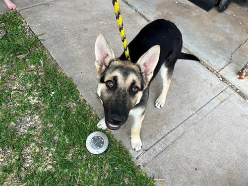TASHA - German Shepherd Dog available for adoption